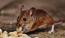 24 Hour & Emergency Exterminators in Kenai, AK